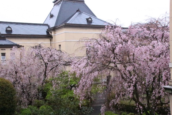 6532-15.4.10八重紅枝垂れ桜と一重紅枝垂れ桜　北東から中庭.jpg